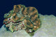 Fluted Giant Clam Tridacna Wall Decal
