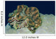 Fluted Giant Clam Tridacna Wall Decal