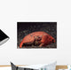 Giant Box Crab Calappa Wall Decal