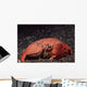 Giant Box Crab Calappa Wall Decal