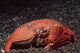 Giant Box Crab Calappa Wall Decal