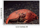 Giant Box Crab Calappa Wall Decal