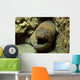 Panamic Green Moray Eel Wall Decal
