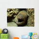 Panamic Green Moray Eel Wall Decal