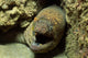 Panamic Green Moray Eel Wall Decal