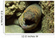 Panamic Green Moray Eel Wall Decal