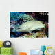 Slender Grouper Anyperodon Leucogrammicus Wall Decal