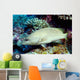 Slender Grouper Anyperodon Leucogrammicus Wall Decal