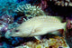 Slender Grouper Anyperodon Leucogrammicus Wall Decal