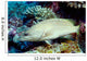 Slender Grouper Anyperodon Leucogrammicus Wall Decal