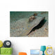 Blue-spotted Ribbontail Ray Partly Wall Decal