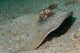 Blue-spotted Ribbontail Ray Partly Wall Decal