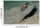 Blue-spotted Ribbontail Ray Partly Wall Decal