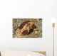 Rough Box Crab Calappa Wall Decal