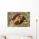 Rough Box Crab Calappa Wall Decal