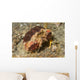 Rough Box Crab Calappa Wall Decal