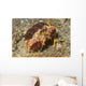 Rough Box Crab Calappa Wall Decal
