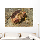 Rough Box Crab Calappa Wall Decal