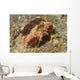 Rough Box Crab Calappa Wall Decal