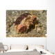 Rough Box Crab Calappa Wall Decal
