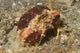 Rough Box Crab Calappa Wall Decal