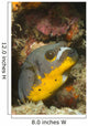 Blackspotted Puffer Arothron Nigropunctatus Wall Decal Design 3
