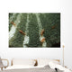 Anemone Shrimp Sea Anemone Wall Decal