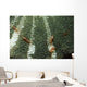 Anemone Shrimp Sea Anemone Wall Decal