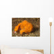Painted Frogfish Antennarius Pictus Wall Decal Design 3