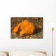 Painted Frogfish Antennarius Pictus Wall Decal Design 3