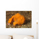 Painted Frogfish Antennarius Pictus Wall Decal Design 3