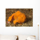 Painted Frogfish Antennarius Pictus Wall Decal Design 3