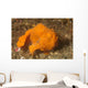 Painted Frogfish Antennarius Pictus Wall Decal Design 3