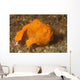 Painted Frogfish Antennarius Pictus Wall Decal Design 3
