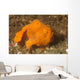 Painted Frogfish Antennarius Pictus Wall Decal Design 3