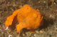 Painted Frogfish Antennarius Pictus Wall Decal Design 3