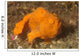 Painted Frogfish Antennarius Pictus Wall Decal Design 3