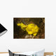 Painted Frogfish Antennarius Pictus Wall Decal Design 2