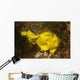 Painted Frogfish Antennarius Pictus Wall Decal Design 2