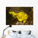 Painted Frogfish Antennarius Pictus Wall Decal Design 2
