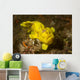 Painted Frogfish Antennarius Pictus Wall Decal Design 1