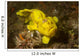 Painted Frogfish Antennarius Pictus Wall Decal Design 1
