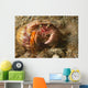 Anemone Hermit Crab Carries Wall Decal Design 2