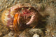 Anemone Hermit Crab Carries Wall Decal Design 2