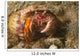 Anemone Hermit Crab Carries Wall Decal Design 2