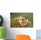 Spotted Porcelain Crab Sea Wall Decal