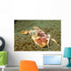 Spotted Porcelain Crab Sea Wall Decal