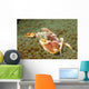 Spotted Porcelain Crab Sea Wall Decal