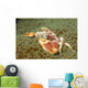 Spotted Porcelain Crab Sea Wall Decal