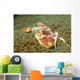 Spotted Porcelain Crab Sea Wall Decal